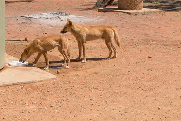 Two wild dingos drinking water at camp ground, outback Australia