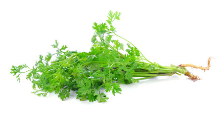 Coriander isolated on white background
