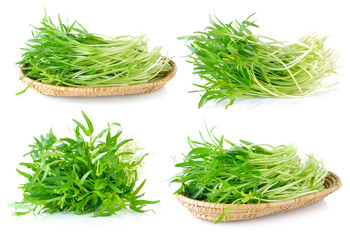 Morning glory seedlings on white background