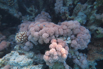 Snorkeling in Hurgada © androse