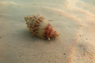 Snorkeling in Hurgada