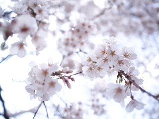 満開のさくら