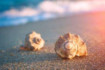 Shells on the sea beach