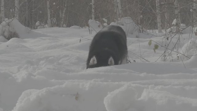husky dog hunts in snow