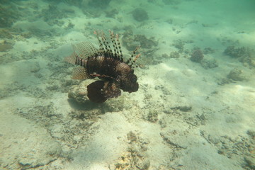 Snorkeling in Hurgada