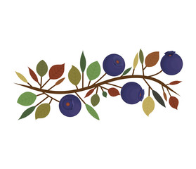 branch with purple natural blueberries vector illustration