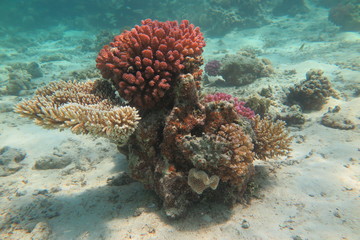 Snorkeling in Hurgada