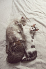 Fototapeta premium family cats