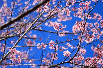 Wild Himalayan Cherry