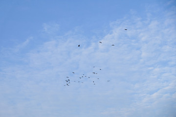 Birds flying over a blue sky