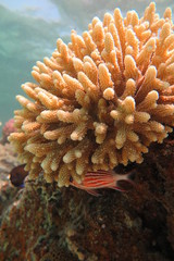 Snorkeling in Hurgada © androse