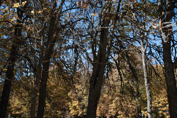 Fototapeta premium Chestnut trees in a park