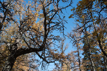 Obraz premium Chestnut trees in a park