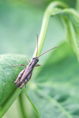 Meadow Grasshopper (Chorthippus parallelus). Macro photograph of a brown grasshopper on a green leaf natural background.