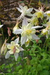 White Aquilegia flowers