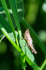 Meadow Grasshopper (Chorthippus parallelus). Macro photograph of a brown grasshopper on a green leaf natural background.