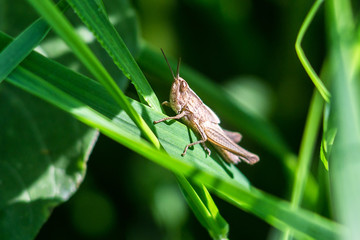 Meadow Grasshopper (Chorthippus parallelus). Macro photograph of a brown grasshopper on a green leaf natural background.