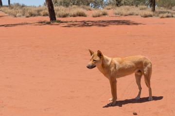 Male dingo in Red Centre, outback Australia