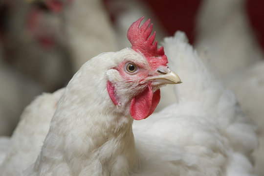 Chicken breeding. Poultry. Hens and Roosters at stable. Netherlands