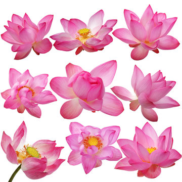Fototapeta lotus flower isolated on white background.