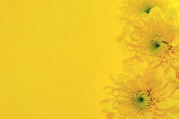 yellow flowers on a yellow background