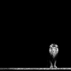Fototapeta premium Portrait of a Beautiful lion, lion in dark