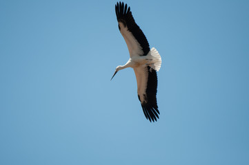Cigüeña en vuelo