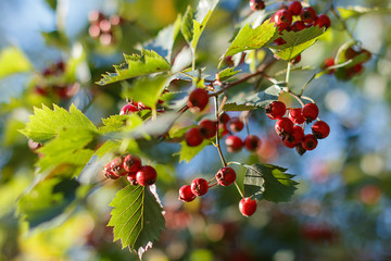 A branch of hawthorn in the light