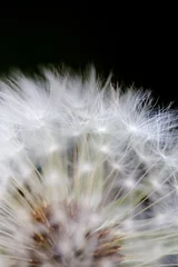 Rolgordijnen Dandelion © Tommy Lee Walker