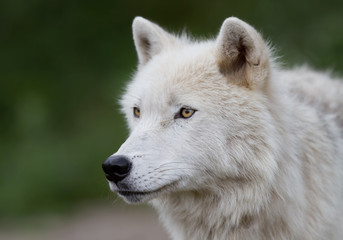 A lone Arctic wolf (Canis lupus arctos) portrait in summer in Canada