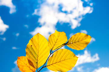 Naklejka na ściany i meble Yellow leaves in autumn. Blue cloudy sky. Copyspace