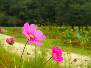 Obraz premium 里山に咲くコスモス