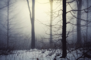 light in winter forest