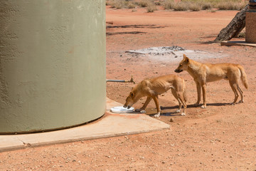 Two dingoes, male and female in the wild at camp ground in outback Australia