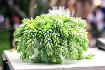 Sedum morganianum Burro's Tail Donkey's Tail Lamb's Tail Horse's Tail World Succulent plant in...