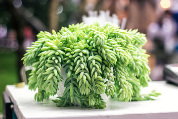 Sedum morganianum Burro's Tail Donkey's Tail Lamb's Tail Horse's Tail World Succulent plant in family Crassulaceae native to Mexico Closeup Sedum Nudum Aiton Cactus trailing stems with red flowers