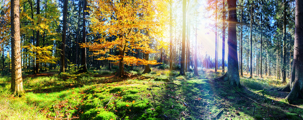 Panoramic autumn forest landscape. Fall nature background