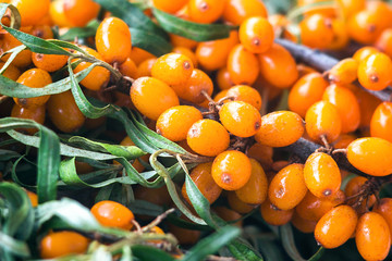 Background bright orange yellow sea buck thorn berries on the branch with green leaves (Hippophae Rhamnoides). Healthy snack alternative herbal medicinal product. Perennial shrub. Natural background