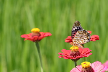ジニア と ツマグロヒョウモン