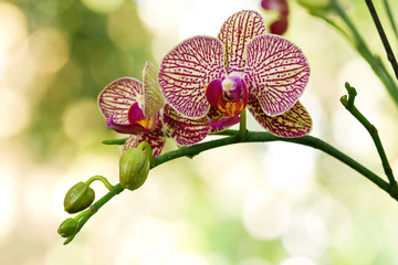 Elegant purple and yellow orchids