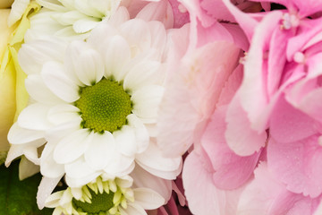 White chrysanthemum flower close up between yellow rose and  pin