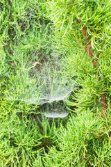 Pine tree wrapping with spider web