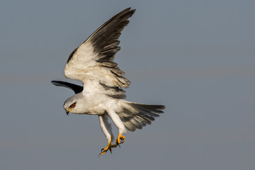 Red eyed black winged kite staring the camera