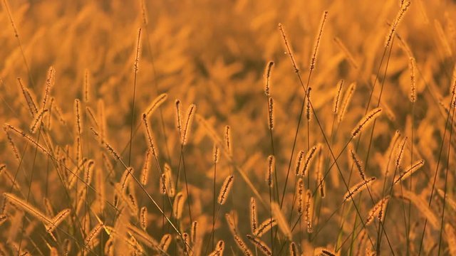 風にそよぐエノコログサ