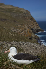 Black-browed Albatross (Thalassarche melanophrys) sitting on a nest on the cliffs of West Point Island in the Falkland Islands.