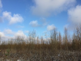 Осенняя природа, выпал первый снег