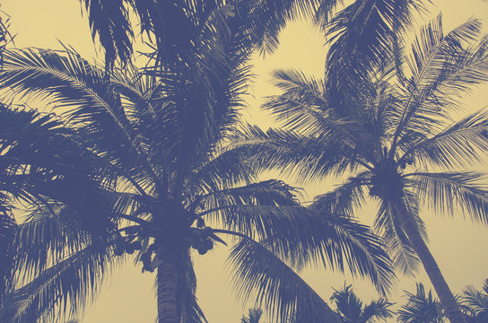coconut tree Vintage