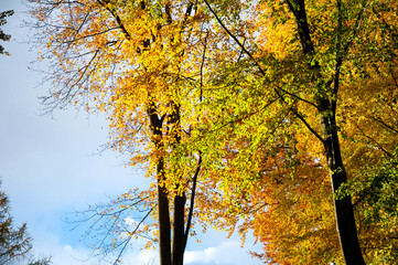 Beautiful forest in autumn