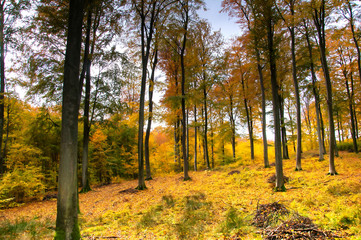 Obraz premium Beautiful forest in autumn