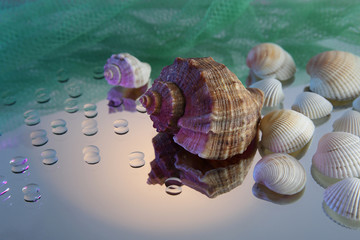 seashells and drops with reflection on the mirror surface